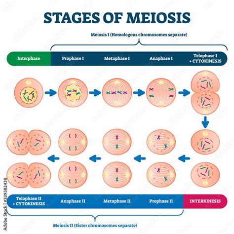 Overview of the Stages of Meiosis .